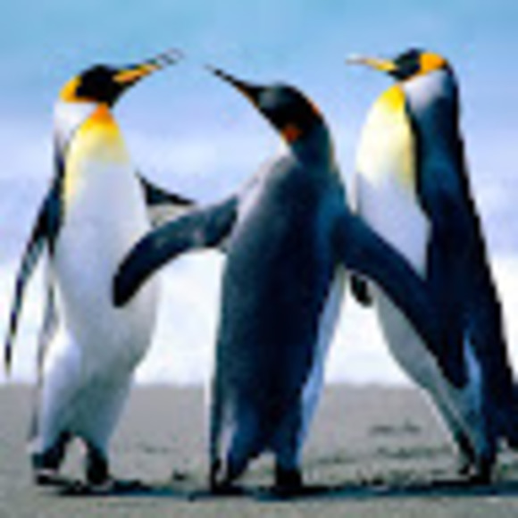 Meet your Posher, Gg - Picture 1 of 1